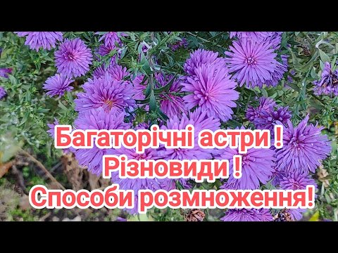 Видео: Багаторічна астра! Грунтопокривна! Розмноження! 🌸🌼🌸30.10.2025