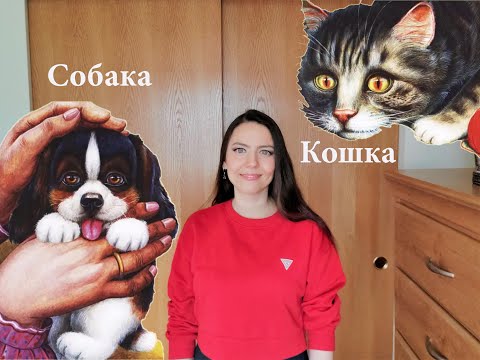 Видео: Собачья миска | Буква С