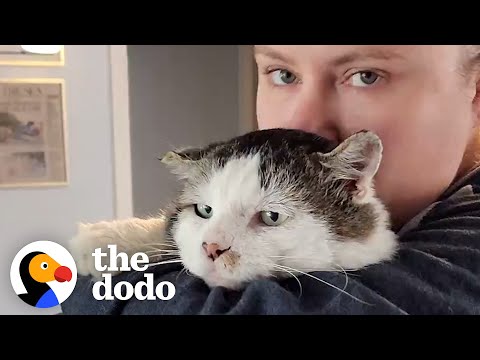 Видео: Этот кот остался дома после переезда хозяина | The Dodo