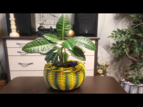 Видео: НЕЗРЕЛАЯ ТЫКОВКА МЕТОДОМ ОСЬМИНОЖКИ.