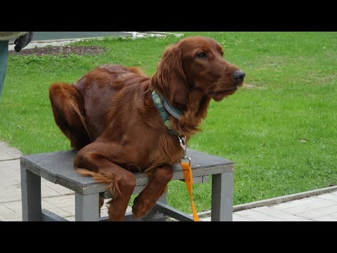 Видео: Догтренинг 609. Урок для молодых, активных собак: сеттер, джеки, папильон, аусси.