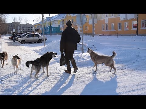 Видео: Проблема дикой собачьей стаи решилась неожиданно. Real video