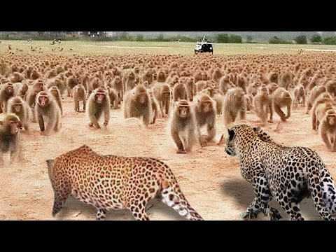 Видео: Разорвали на Куски! Эти Битвы Животных Вы Запомните Надолго
