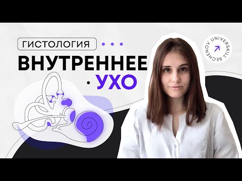 Видео: Гистология | Кортиев орган