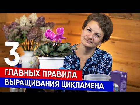 Видео: Три главных правила выращивания цикламена