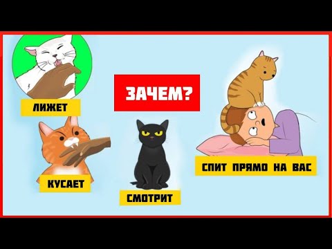 Видео: Объясняем еще 6 странных привычек котов: часть 2