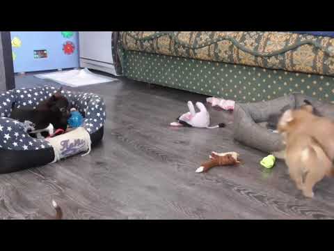 Видео: Щенки ЧИХУАХУА из Питомника. Как ВЫБРАТЬ щенка?