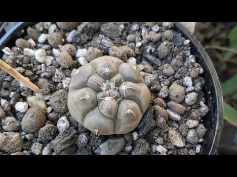 Видео: Лимоны, кактусы и инжир)  обзор растений.