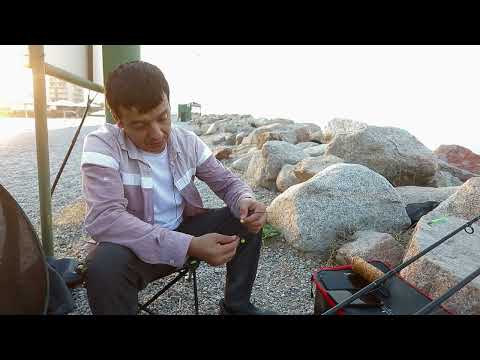 Видео: Сырдарья Таджикистан рыбалка на сазан🎣🔥🐠#fishing #рыбалканаозере #carpfishing #fish #спінінг 