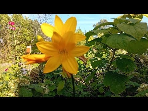 Видео: Убрала петушков🌞солим грибочки🙂курочки❤️навожу порядки👍
