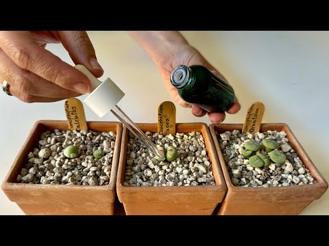 Видео: Как пробудит/ как нарастить корни Конофитуму?Капельный полив. 27.10.25 