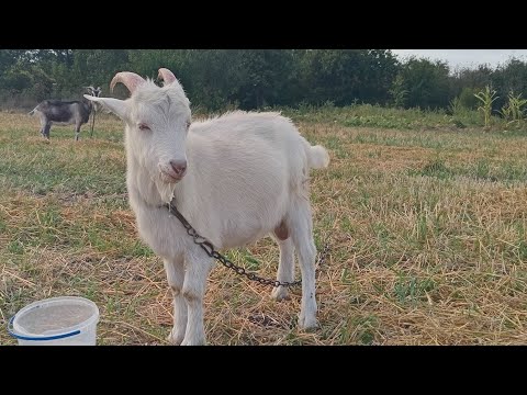 Видео: Шоник отправился в новый дом. Даже особо не заметил перемен😅