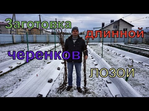 Видео: Виноград .Новый способ заготовки черенков длинной лозой  .