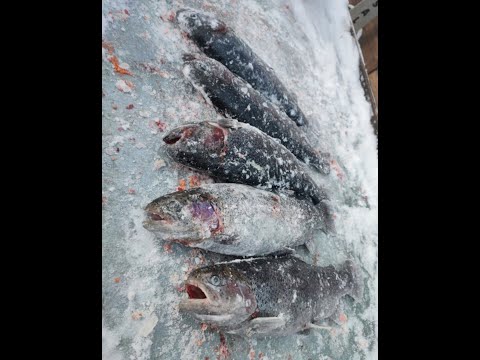 Видео: Ловля форели на платнике в Красногорске (Big Carp)