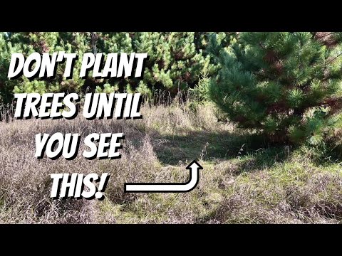 Видео: ТОПО НА ПЕРВОМ МЕСТЕ! Как сделать подстилку для оленей, которую они захотят использовать с самого...