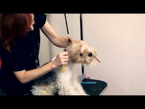 Видео: Тримминг Фокстерьера - Часть 4: Выщипывание шерсти на голове.