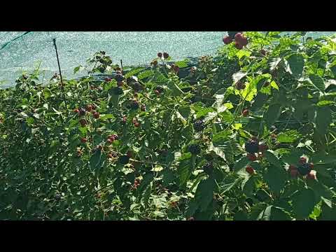 Видео: Сорта ежевики Джамбо и Астерина самые вкусные