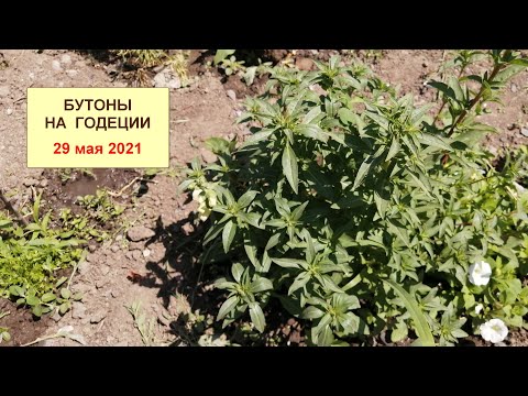Видео: Годеция. Бутоны на годеции при выращивании через рассаду 29 мая 2021 г. ч.10.