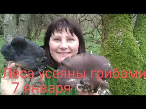 Видео: Грибные приключения 07.01.2024. В этот раз я в лесу не одна))