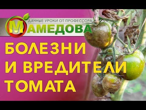 Видео: Болезни и вредители томата.