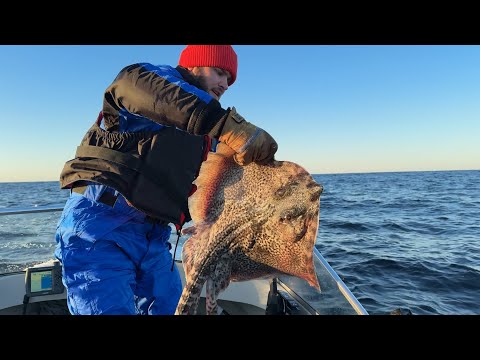 Видео: СКАТЫ ПОШЛИ… 28-й вид в Норвегии! Рыбалка с лодки зимой в Норвегии