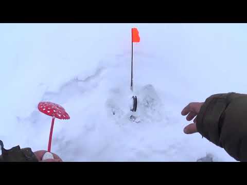 Видео: ЗАЛИВ БОЛЬШАЯ ДЕРБИНА.  ХИТРЫЕ ОКУНИ НЕ ДАЮТ ПОКОЯ. ЧАСТЬ 3.