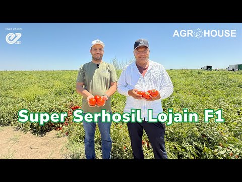 Видео: Super Serhosil Lojain F1 pomidor duragayi #pomidor #помидоры #помидор