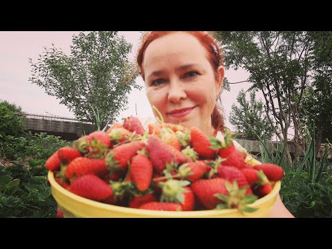 Видео: Клубника! 🍓Лучшие сорта 🍓 ответы на ВАШИ вопросы. Strawberry