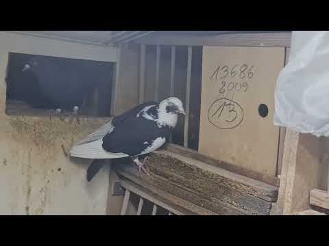 Видео: Длинный день.