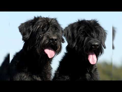 Видео: Ризеншнауцер или Гигантский шнауцер. Плюсы и минусы, Цена, Как выбрать, Факты, Уход, История