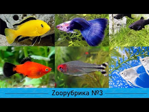 Видео: "Зooрубрика". Які види акваріумних рибок найкраще обрати? Випуск №3 (ТК "Броди online")