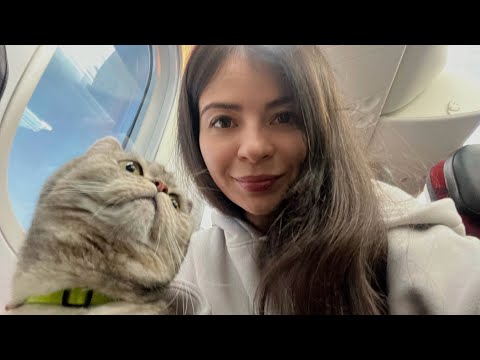 Видео: Перевозка кошки из Москвы в Мексику через Стамбул (авиакомпанией Turkish Airlines) 2024 год