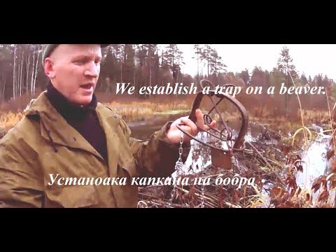 Видео: Капкан на бобра