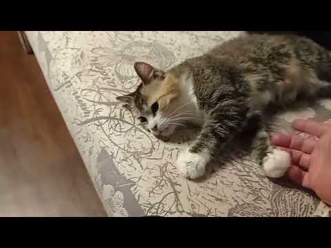 Видео: История спасения Малышки 2-й. Маля. Сладкомаля. Папкины и мамкины слëзы........