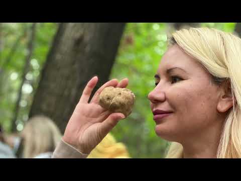 Видео: Девичник в Италии/ Гастрономический тур по Пьемонту #италия #экскурсии #альба #трюфели