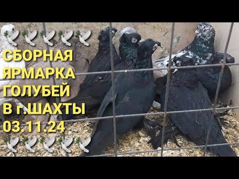 Видео: 03.11.24. Сборная ярмарка голубей в г.Шахты.  Bird Market. Pigeon Fair. الحمام 鸽子Nikolaev pigeons.