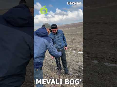 Видео: ЯНГИ ЭКИЛГАН ОЛМА КЎЧАТЛАРИНИ КЕСИШ!