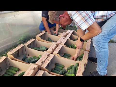 Видео: Какой гибрид огурца для второго оборота - вечный выбор