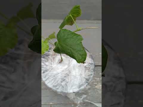 Видео: Купила новые уличное и комнатное растения.