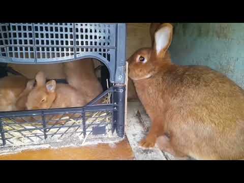 Видео: Нові мешканці🤗🤗🤗