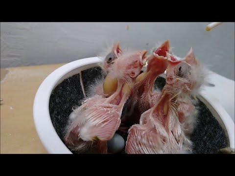 Видео: Почему канарейка не кормит птенцов? Что делать?