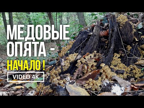 Видео: МЕДОВЫЕ ОПЯТА   НАЧАЛО !   18 октября 2024 года  Сбор медовых осенних опят, весёлки обыкновенной...