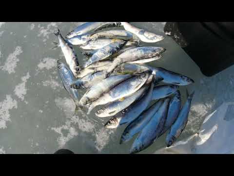 Видео: Селёдка на махалки, как из пулемёта. Де-фриз.