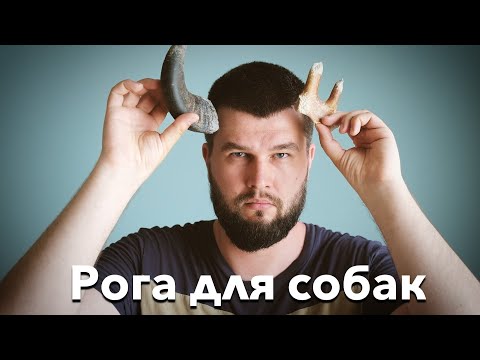 Видео: Какие рога выбрать собаке?