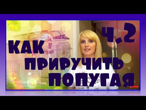 Видео: Как приручить попугая? 2 часть.