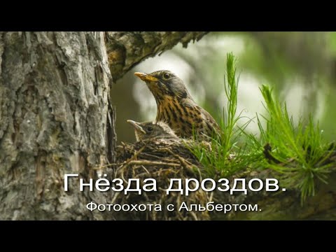 Видео: Фотоохота с Альбертом. Гнёзда дроздов.