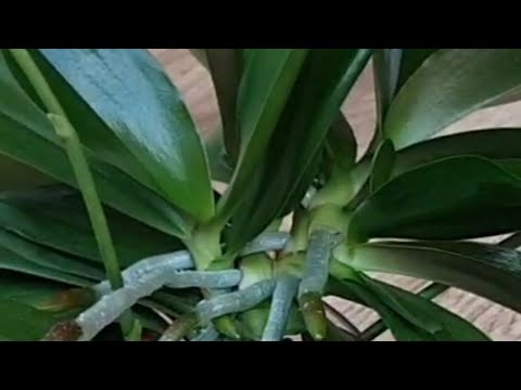 Видео: ДЕТКА ИЗ КАЖДОЙ ПАЗУХИ‼️ КТО ЕЩЁ ТАК МОЖЕТ⁉️ 🙃🙂 ОРХИДЕИ "ДИКИЙ КОТ" и "ЛАС ВЕГАС"