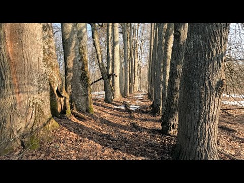 Видео: Покинутая д. Тягловщина и усадьба Хмелевичи.