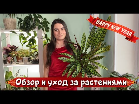 Видео: Обзор и уход за растениями.