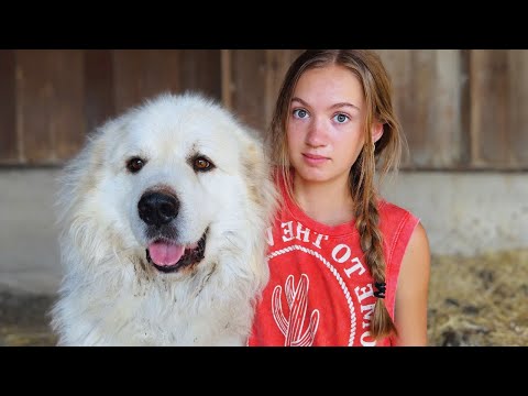 Видео: Мы ПОКИДАЕМ более 60 наших сельскохозяйственных животных! | Подготовка к отпуску